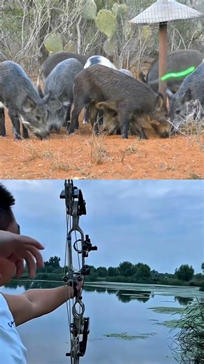Silent Bow vs Wild Hog | Close Encounter Hunt 🏹🐗 #bowhunting