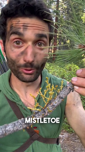 Save Trees from Mistletoe: Pruning and Prevention Techniques