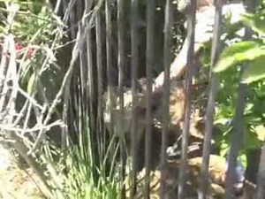 Look back: Dogs attack bear cub in Duarte yard