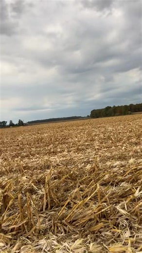 We could definitely use the rain. #farm #harvest25 #corn #fyp #shellin #reelsviralシfb | Jacob Weber