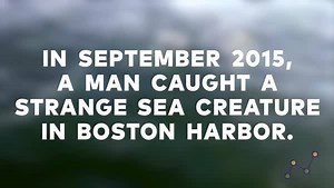 From addiction recovery to 'Sea Monstah' fame and back again, the internet's favorite Boston-area fisherman reflects on his journey through substance use disorder. http://bit.ly/2k97Ybi | athenahealth