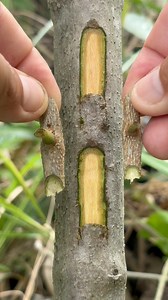 149K views · 388 reactions | Testing budding technique on Trumpet Tree (softwood) / Another step in exploring natural propagation methods. #garden #trees #grafting #budding #bonsai | Cha Garden | Facebook