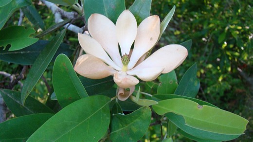 Looking to add trees to your yard? Here's how to get free trees