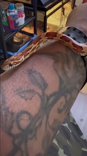 Beautiful, red factor corn snake!! #snake #cornsnake