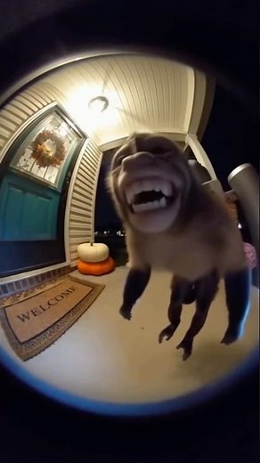Jet Pack Monkey Kisses Ring Camera