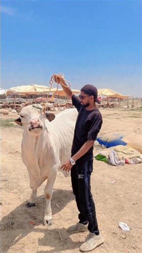 10 Lakh Ka Janwar! Karachi Maweshi Mandi #cow #viralvideo