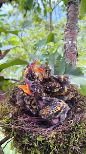 Fair bird dad is always so capable #birds #birdlovers #birdsofinstagram #birdlife #birdwatching | Lâm Đồng GO