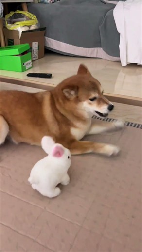 Funny dog fails #dogs #puppy #dogshorts #funny #fyp