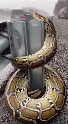 UNBELIEVABLE: MASSIVE PYTHON SPOTTED ON BUSY HIGHWAY! 🐍🚗
