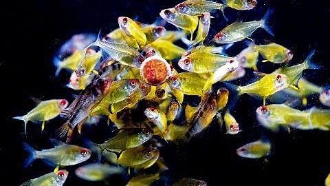 10K views · 290 reactions | Sera O - Nip Tabs have been in my...