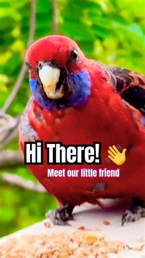 Sir Reggie returns every year and he's absolutely worth meeting #parrots #wildlife #shorts