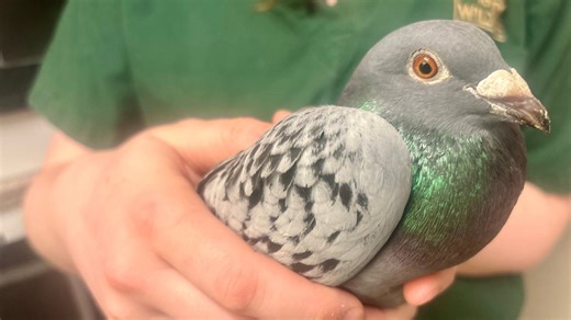 How did this pigeon from Spain end up on Canada’s Sable Island? - The Weather Network