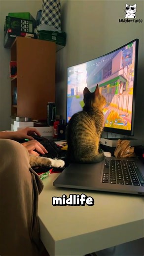 Why do cats flop into your lap? #catbehavior #cat #catshorts #pets