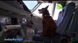 The return of Red Dog, we travel to Karratha with Australia's most famous kelpie. | Today Tonight