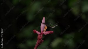 Hummingbird fly. Flying blue and white hummingbird White-necked Jacobin, Florisuga mellivora, from Ecuador, clear green background. Bird with open wing. Wildlife scene from tropic jungle.