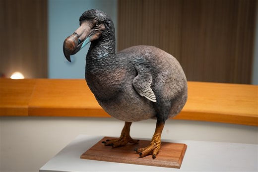 Dodo is coming back from Extinction