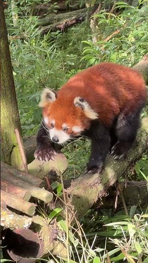 Red Panda - Chengdu, China