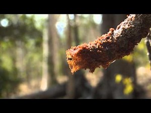 Amazing Tunnels of the New Austroplebeia cincta Stingless Bees