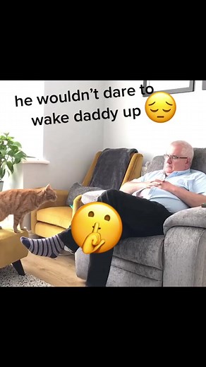 Funny Cat Reactions to Catnip: A Morning Surprise