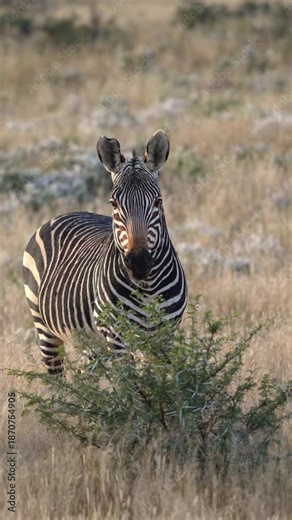 Cape mountain zebra (Equus zebra zebra), an endangered species, stands alert in the Karoo habitat of Mountain Zebra National Park, Cradock, Eastern Cape, South Africa. 4K 30p vertical video of zebra.