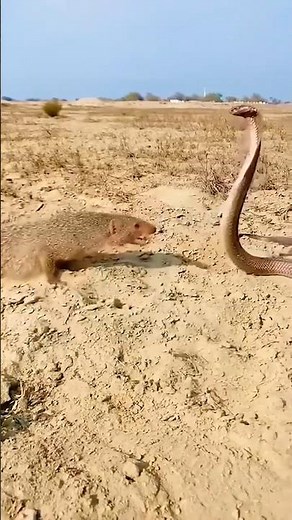 Fearless Mongoose Attacks Deadly Snake #animals