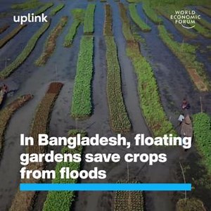 14K views · 256 reactions | This traditional Bangladesh farming method could help beat climate change. UpLink exists to accelerate the growth of an innovation ecosystem tackling society’s most pressing global challenges. Get involved: https://wef.ch/3W8TFpo UpLink - World Economic Forum #BoldActions4Food #SDG2 #TechForGood | World Economic Forum | Facebook