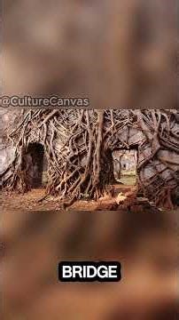 The Bridge That Took 50 Years to Grow #story