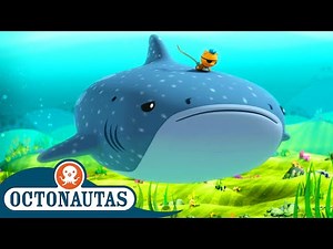 Octonautas - O Tubarão-baleia 🐋🦈 | Episódio inteiro 10 | Primeira Temporada