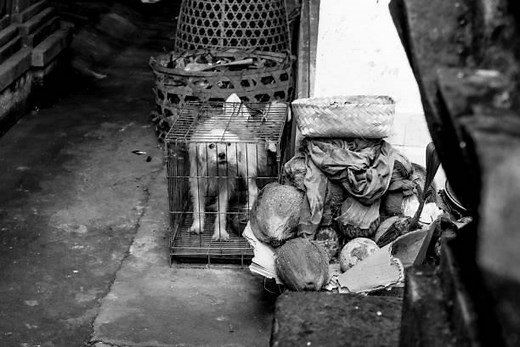 Maltrato animal - Tipos, Causas, Prevención y Cómo denunciar