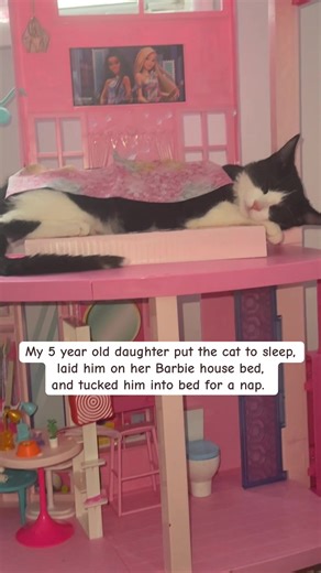 Cute Cat Napping in Barbie House Bed