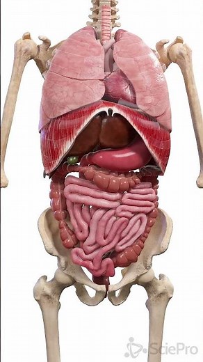 The Movements Inside the Body | 3D Anatomy Animation