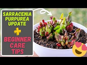 Sarracenia Purpurea Care Tips For Beginners: Purple Pitcher Carnivorous Plant 8 Month Update!