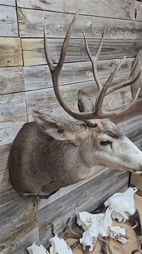 A beautiful muley ready to go home! #taxidermy #art