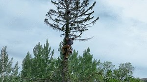 Aerial lumberjack pine tree dangerously high 1. Historic home and log building. Man climbs and cuts the dead wood. Old pioneer pine tree died for drought and age. Man fell the tree. Stock Video