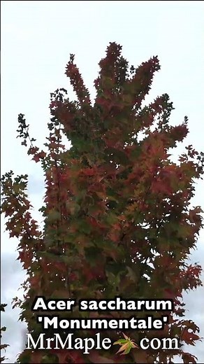 Acer saccharum 'Monumentale' Rare Columnar Sugar Maple