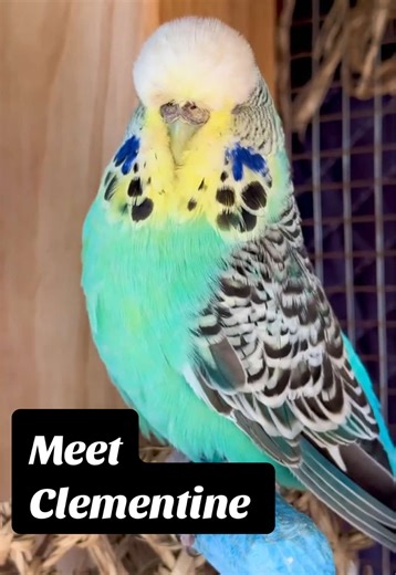 Meet Clementine: The Bold Budgie Matriarch