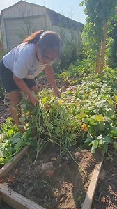 511K views · 1.8K reactions | Sweet Potato / Kamote Lanot #harvest | Kabsat | Facebook