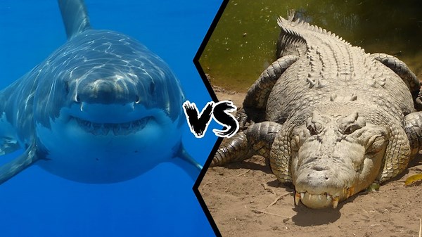 The Ultimate Predator: Saltwater Crocodile vs Shark, Pig, and Even Tigers