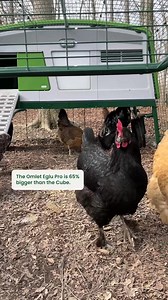 2.9K views · 12 reactions | Chicken keepers, which way to go? Our new, biggest ever coop or our global bestseller - there’s no way to go wrong. | Omlet USA | Facebook