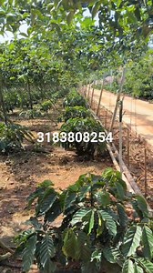 3183808254 | Proveedores de semillas de CAFE