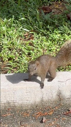 🐿️ Active and Cute Squirrel Running Around the Park! 🌳✨