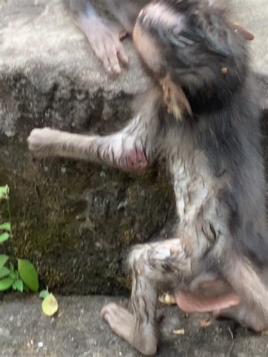 Baby Monkey Jolan's Elbow Abscess Treatment Updates