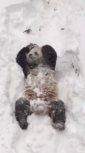1.3M views · 35K reactions | Nobody loves snow as much as this panda. Provided by: Rumble Viral | LADbible | Facebook