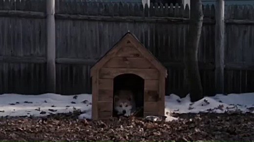 Hachi- A Dog's Tale 2009