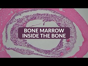 Histology Made Easy: Bone Marrow Inside the bone | 25x 40x 100x 200x 400x Magnification