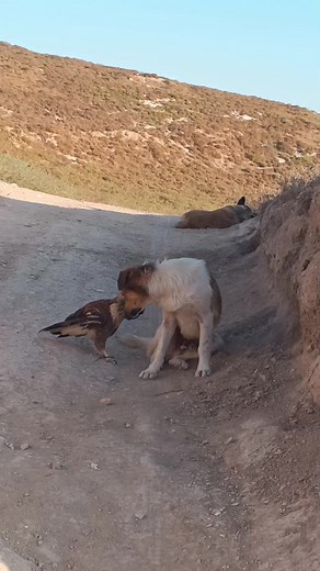 Dog and Hawk Interaction in Rural Setting