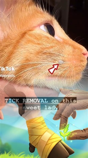 cat botfly removal #cat #care #botfly #catvideos