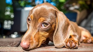 22 Awesome Dog Breeds With Gold Eyes Or Amber Eyes