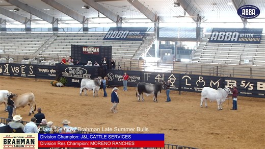 Grey Brahman | American Brahman Breeders Association