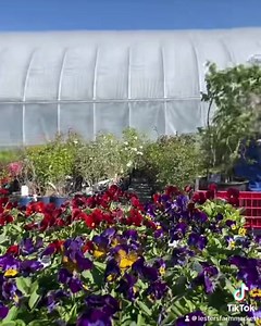 13K views · 76 reactions | When the forecast is showing sun, you grab your bestie and head over to our greenhouses! We have a great selection of annuals, perennials, vegetable plants, herb plants, containers, hanging baskets, shrubs and garden helpers. But this sun has brought a lot of people out and things are starting to go quick! See you at 173 Brookfield Road and 71 Heavy Tree Road! | Lester's Farm Market | Facebook